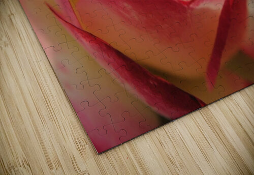 Ombre Rose Dakota Rocha puzzle