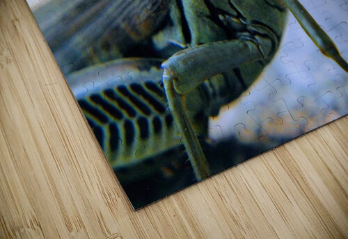 Grasshopper Dakota Rocha puzzle
