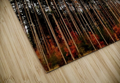 Into the Forest Dakota Rocha puzzle