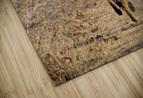 Follow Me Susan Diann Photography puzzle