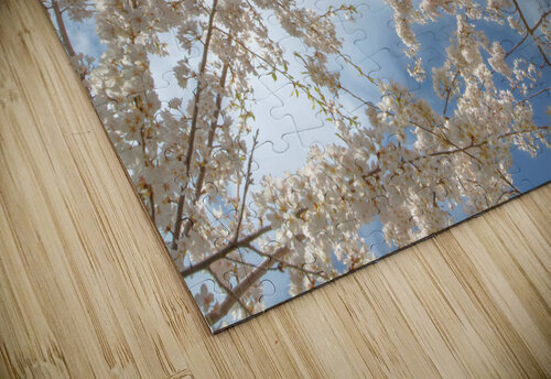 Cherry Blossoms Thea Menagh puzzle