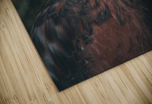 Eye of the Hawk Chad Meyer puzzle