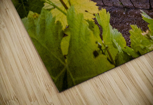 Vineyard and bridge Oriel ben yitzhak puzzle