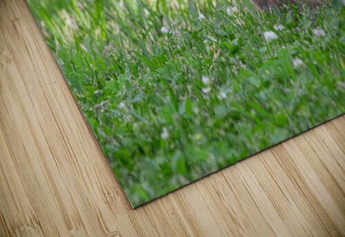 Eastern Cottontail - Backyard Bunny Chad Meyer puzzle