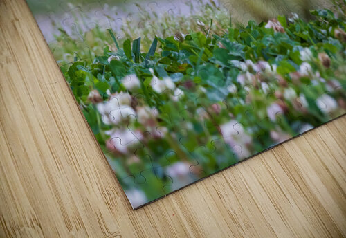 Canada Goose - Happy Gosling Chad Meyer puzzle