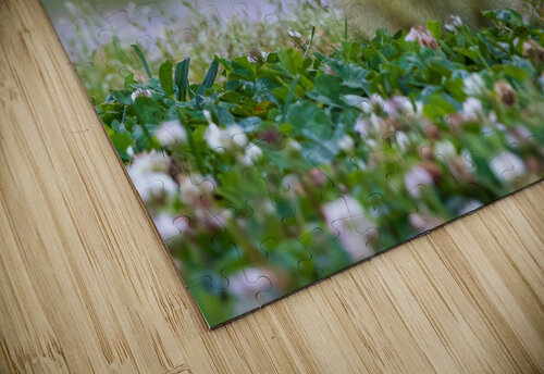 Canada Goose - Adorable Gosling Chad Meyer puzzle