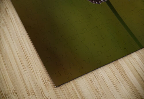Monarch Butterfly Wing Spread Chad Meyer puzzle