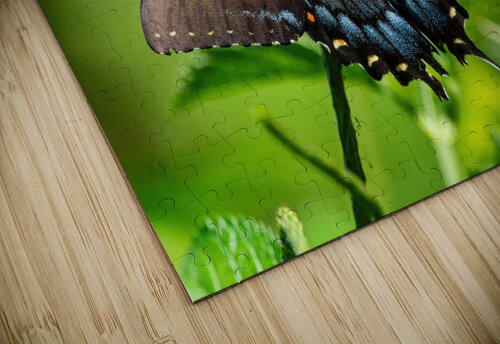 Eastern Tiger Swallowtail Dark Morph Chad Meyer puzzle