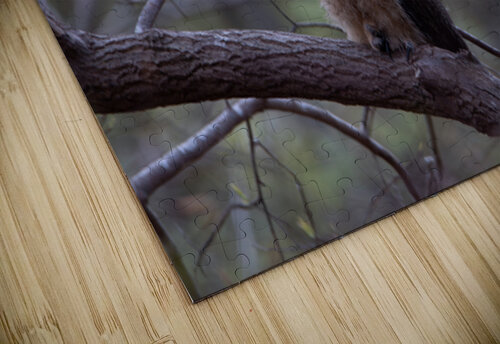 Great Horned Owlet - Forest Nap Chad Meyer puzzle