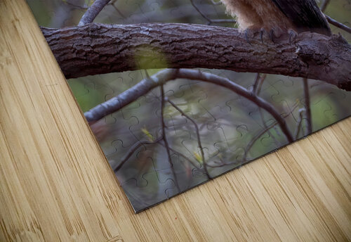 Great Horned Owlet Chad Meyer puzzle