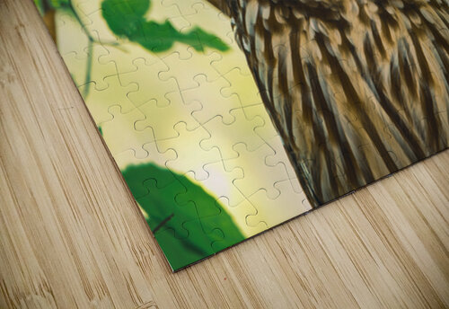Barred Owl - Reflection Chad Meyer puzzle