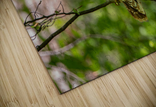 Barred Owl In Tree Chad Meyer puzzle