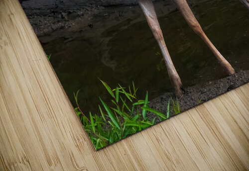 Playful White Tailed Deer in Creek Chad Meyer puzzle