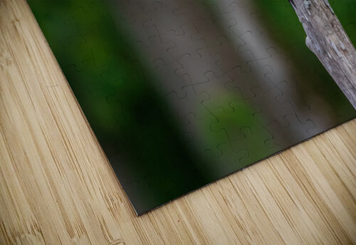 Red Headed Woodpecker Chad Meyer puzzle