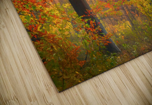 Misty Morning in the Forest Thea Menagh puzzle