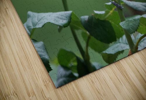 Carolina Chickadee - After The Rain Chad Meyer puzzle