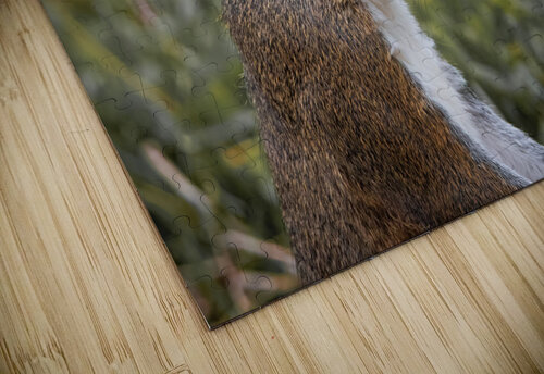 Eastern Gray Squirrel - Portrait Chad Meyer puzzle