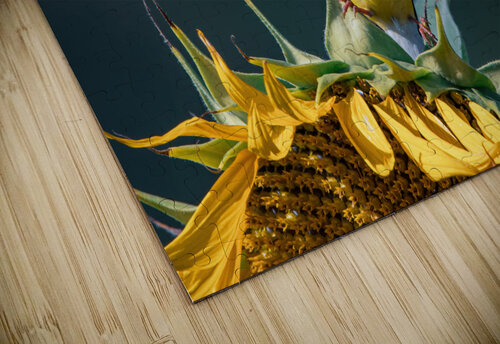 American Goldfinch - Sunflower Pose Chad Meyer puzzle