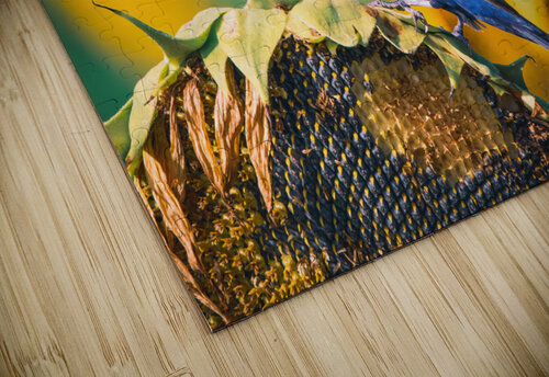 Blue Grosbeak - Summer Love Chad Meyer puzzle