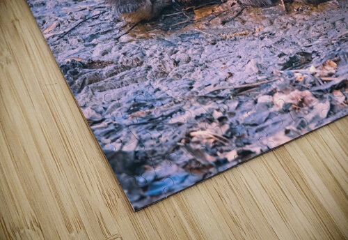 Mallard Ducklings - Sleepy Time Chad Meyer puzzle