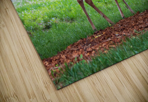 Morning Grazing Chad Meyer puzzle
