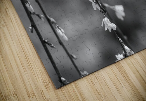 Weeping Cherry Blooms And Branches Grayscale Jennifer White puzzle