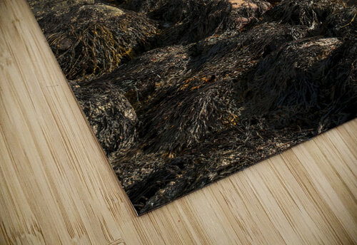 Seaweed Covered Rocky Shore at Watch Hill Light At Low Tide in Rhode Island Allan Wood puzzle