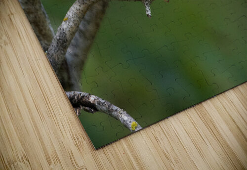 Yellow Warbler  Mangrove  Kevin Smith puzzle