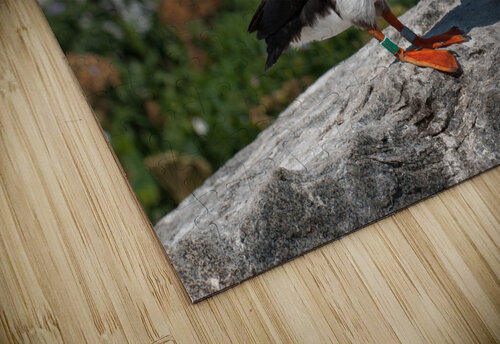 Atlantic Puffin on Machias Seal Island Off Maine Coast Allan Wood puzzle
