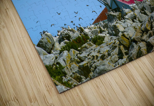 Puffins Flying Around Machias Seal Island Lighthouse in Canada Allan Wood puzzle