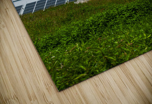 Machias Seal Island Lighthouse Uses Solar Energy in Canada Allan Wood puzzle