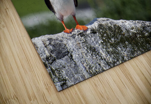 Atlantic Puffin Standing Alone Off the Coast of Northern Maine Allan Wood puzzle