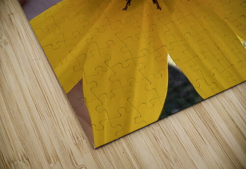 Sunflower  Amber McElroy puzzle