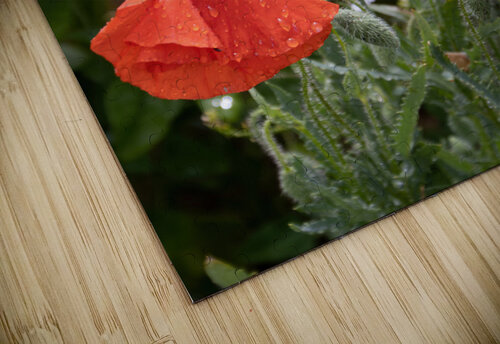 Poppy Thank You Norma Brandsberg Photography puzzle