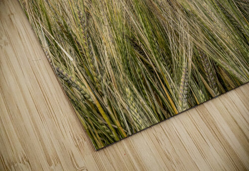 Wheat Shooting Upward Norma Brandsberg Photography puzzle