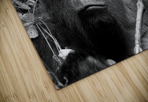 Bahati The Great Nate Solo puzzle