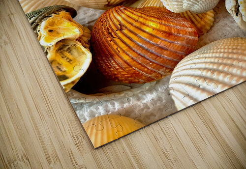Beachcombing Shells Bill Swartwout Photography puzzle