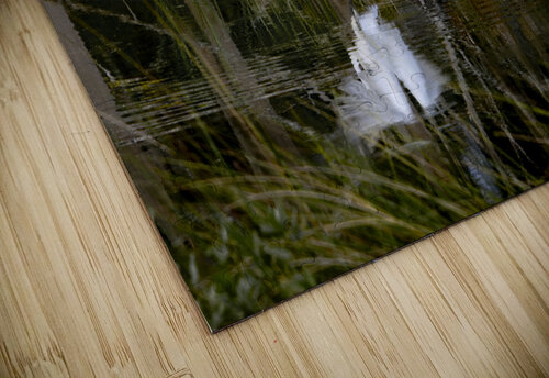 Florida Park White Heron Take Off Norma Brandsberg Photography puzzle