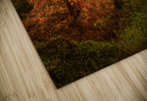 Appalachian Red Tree in Autumn Norma Brandsberg Photography puzzle