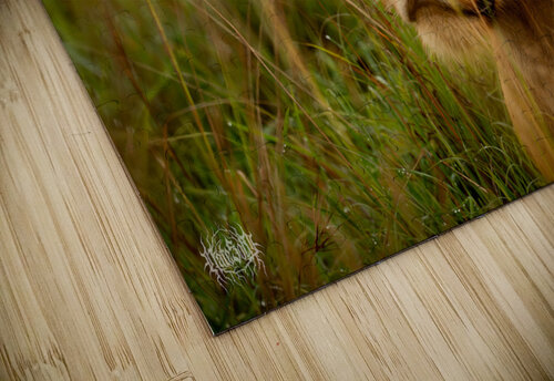 Lion Vogue Nate Solo puzzle