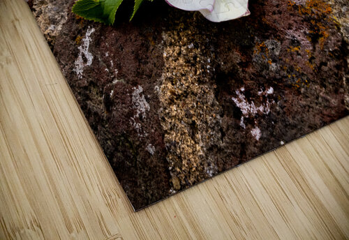 Lynchburg Old City Cemetery Lenten Rose Norma Brandsberg Photography puzzle