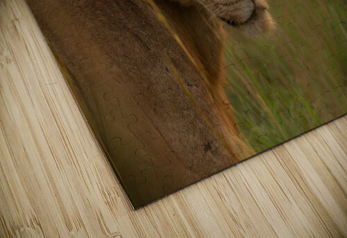 Simba Nate Solo puzzle