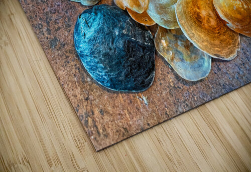 Jingles Seashells Bill Swartwout Photography puzzle