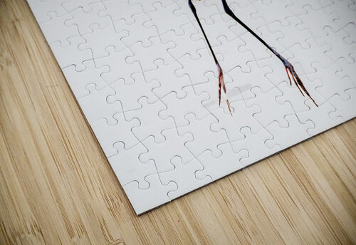 Flyaway Susan Lynn Cooke puzzle