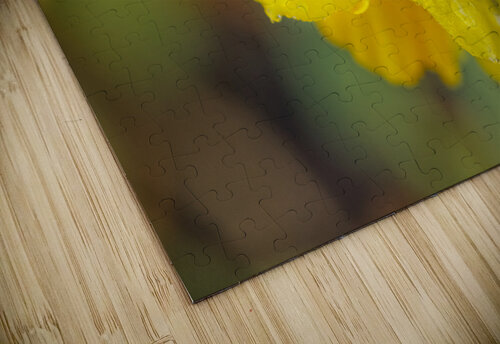 Open Yellow IIDaffodile with Morning Dew II Iris H Richardson puzzle
