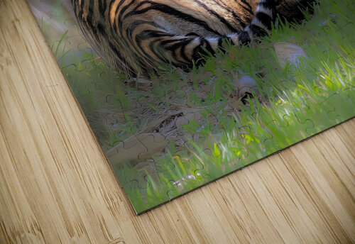 Siesta Susan Lynn Cooke puzzle