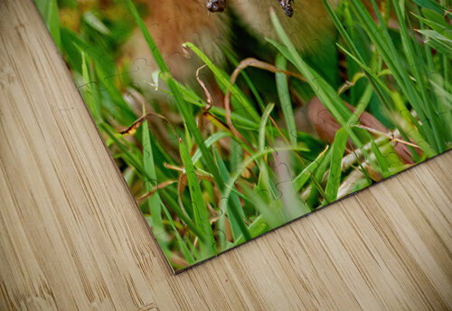 Sandhill Crane Gets the Worm Darin E Hartley Photography puzzle