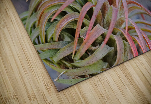 Blooming Tillandsia Deb Oppermann puzzle