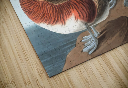 American widgeon duck 1827 Row One Brand puzzle