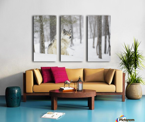 A Wolf Sitting In A Snowfall In A Forest Pacificstock Canvas Artwork